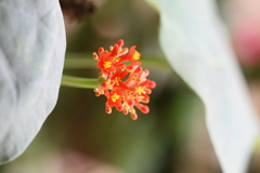 Jatropha podagrica